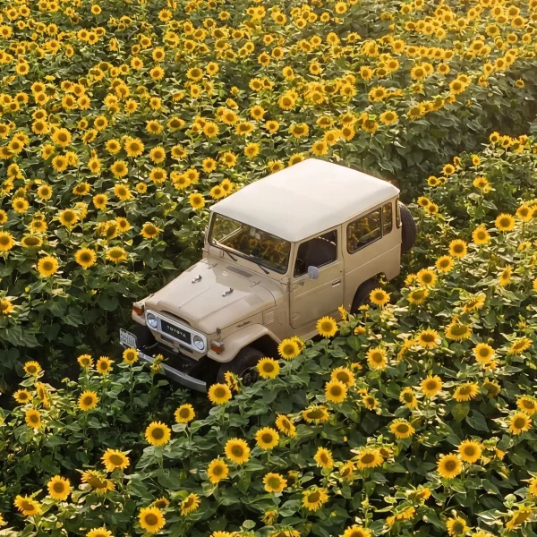 Land Cruiser 40 Series in Sunflower Field - Image 4
